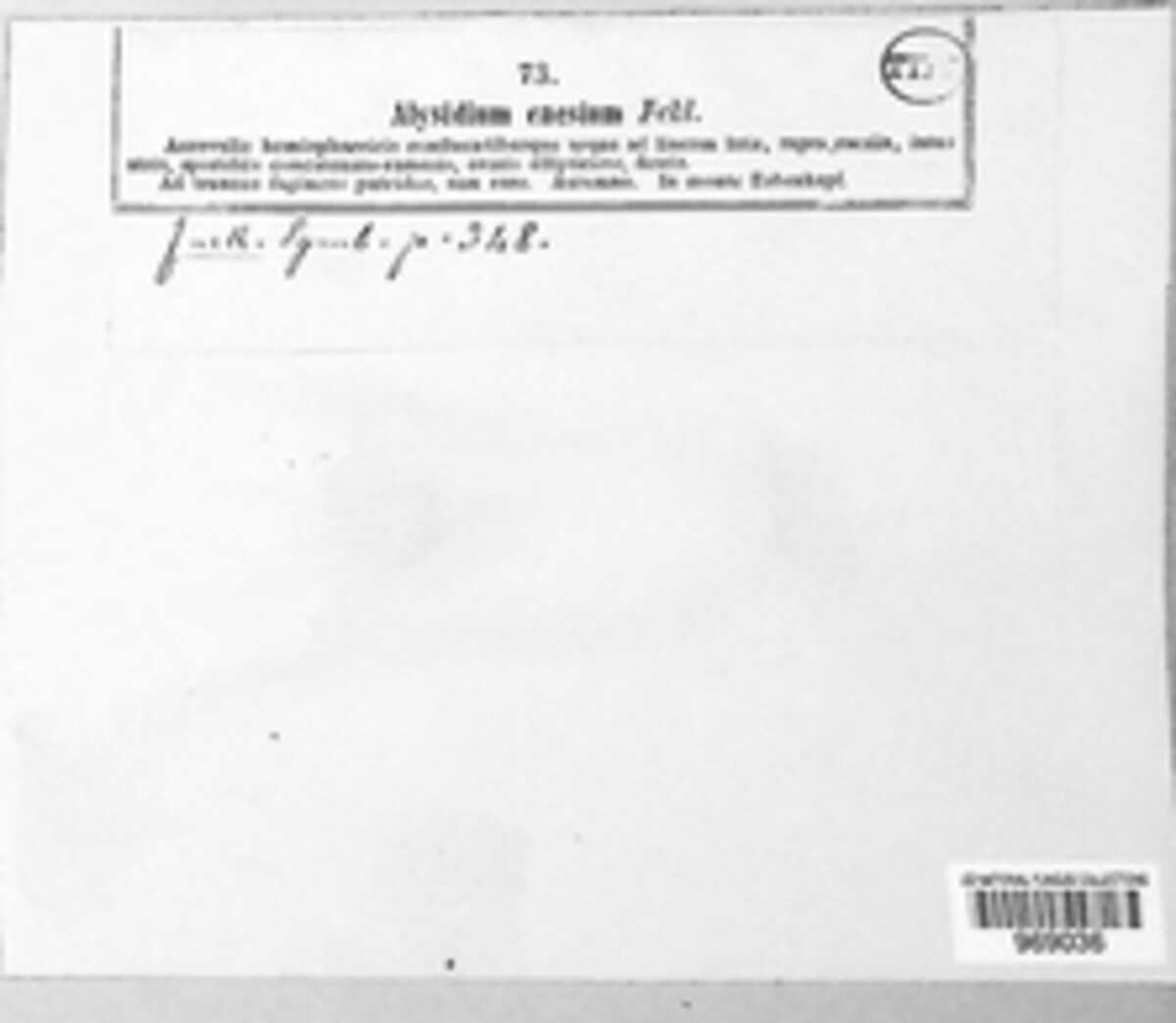 Torula caesia image